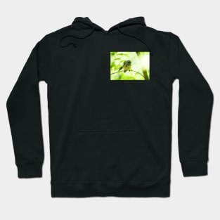 New Zealand fantail in tree with defocussed leaves and branches. Hoodie